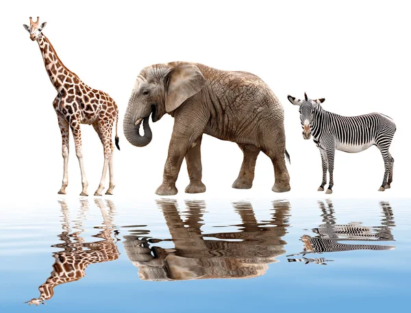 Girafes, éléphants et zèbres isolés sur blanc — Photo