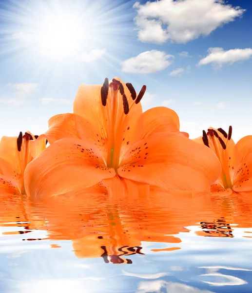 Tle kwiatów z lily pomarańczowy — Zdjęcie stockowe
