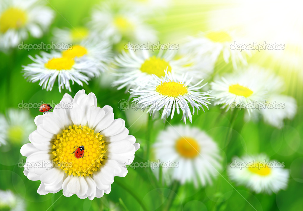 Daisies with ladybirds on meadow