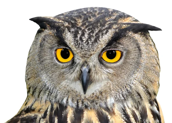 Eagle Owl, Bubo bubo — Stock Photo, Image