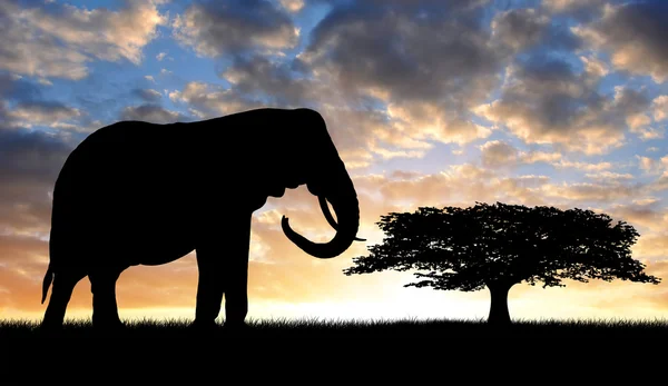 Silhouet van de olifant in de zonsondergang — Stockfoto