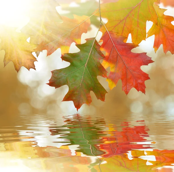 Autumn oak leaves mirrored on water level — Stock Photo, Image