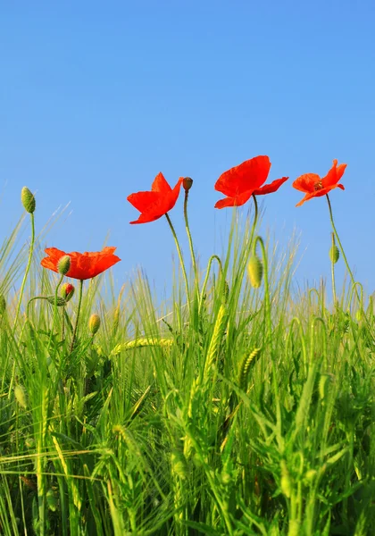 Red poppy in green wheat field — Stock Photo, Image