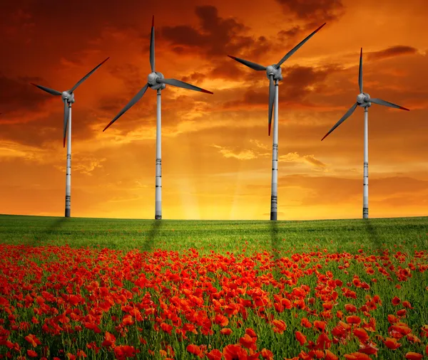 Campo de amapola roja con turbina eólica —  Fotos de Stock