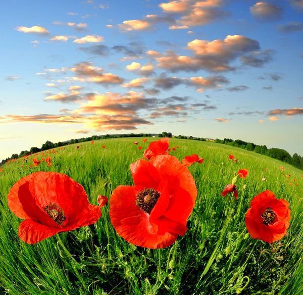 Rode papaver — Stockfoto