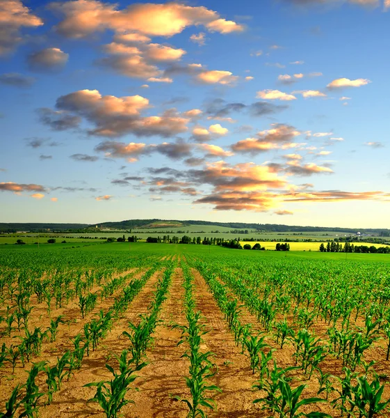 Campos de milho — Fotografia de Stock