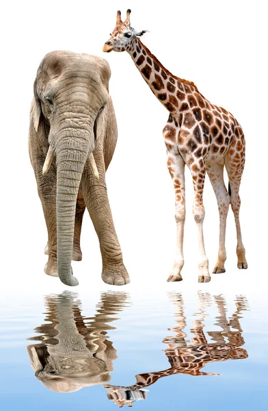 Жираф со слоном, изолированным на белом — стоковое фото