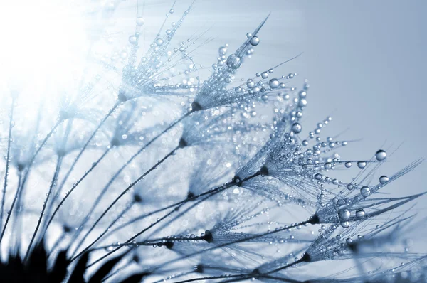 Dewy dandelion — Stock Photo, Image