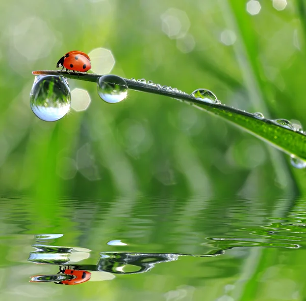 Fresh morning dew and ladybird Royalty Free Stock Images