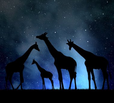 Herd of giraffes clipart