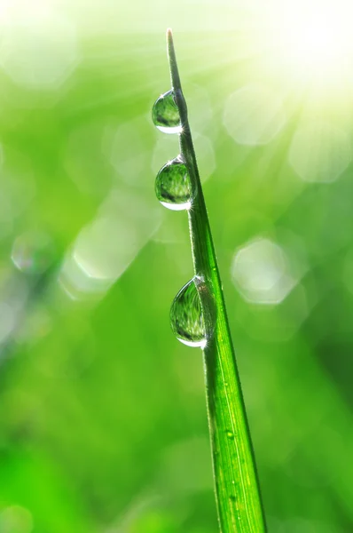 Dew drops — Stock Photo, Image