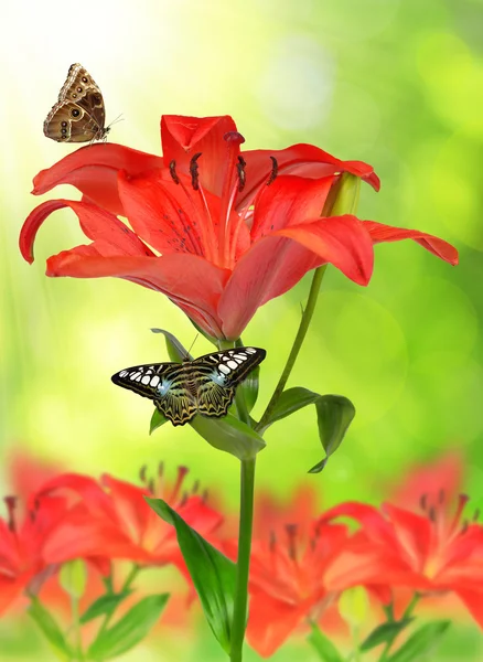 Lilie mit Schmetterling — Stockfoto