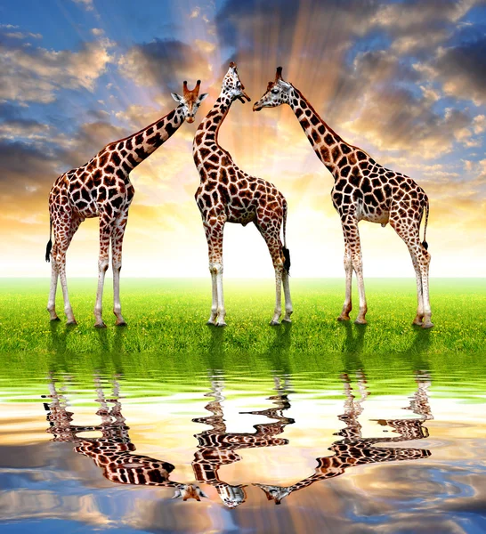 Mandria di giraffe — Foto Stock