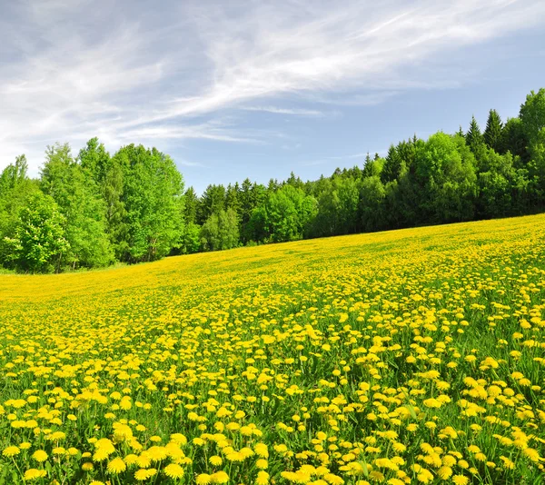 Lente landschap — Stockfoto