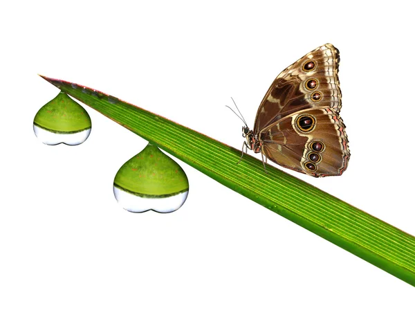 Dew and butterfly — Stock Photo, Image