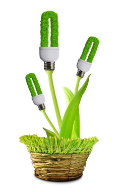 Eko Enerji Ampüller