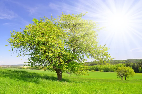 Frühlingslandschaft — Stockfoto