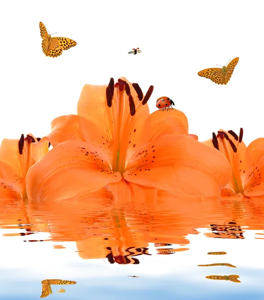 Lírio laranja — Fotografia de Stock