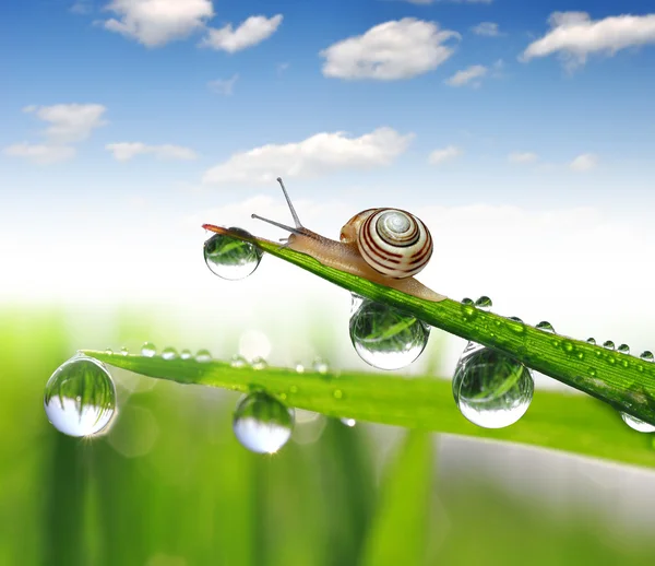 Caracol na grama orvalhada — Fotografia de Stock