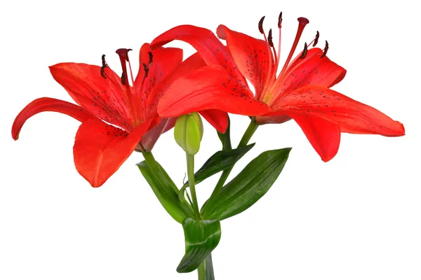 Lily isolated — Stock Photo, Image