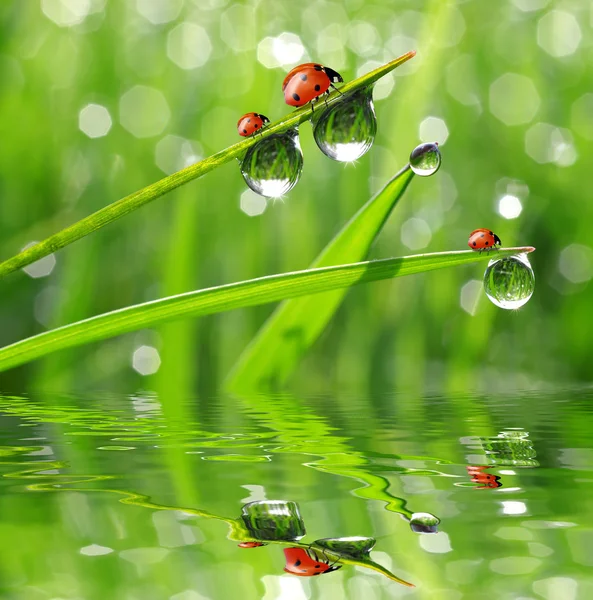 Dew and ladybirds — Stock Photo, Image