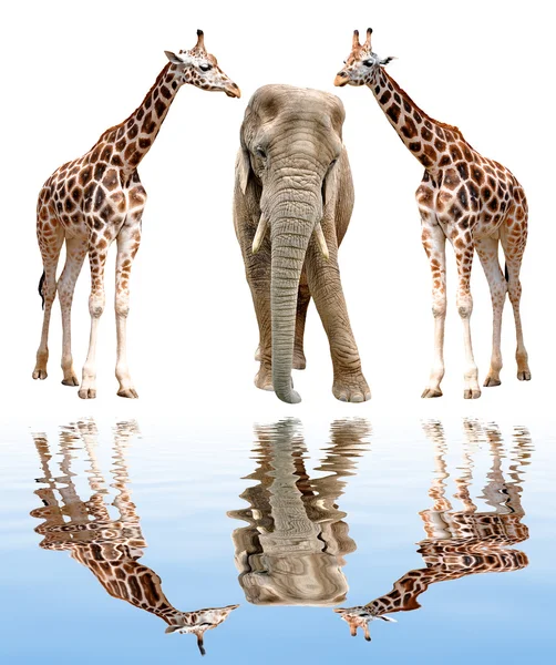 Giraffes with elephant — Stock Photo, Image