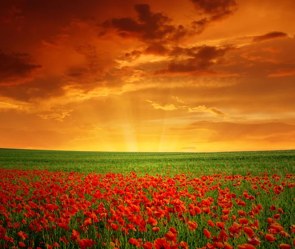 Red poppies — Stock Photo, Image