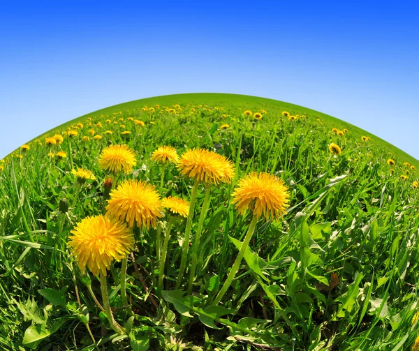 Dandelions in the meadow — Stock Photo, Image