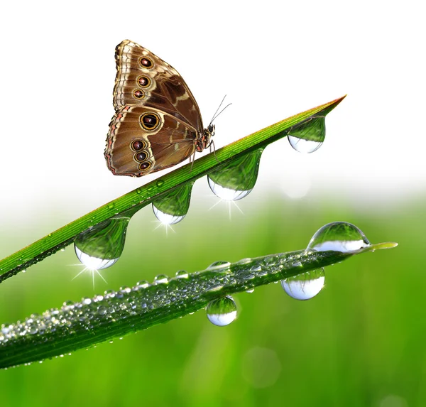 Rocío y mariposa — Foto de Stock