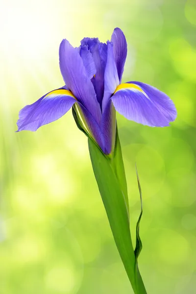 Paarse iris bloem — Stockfoto