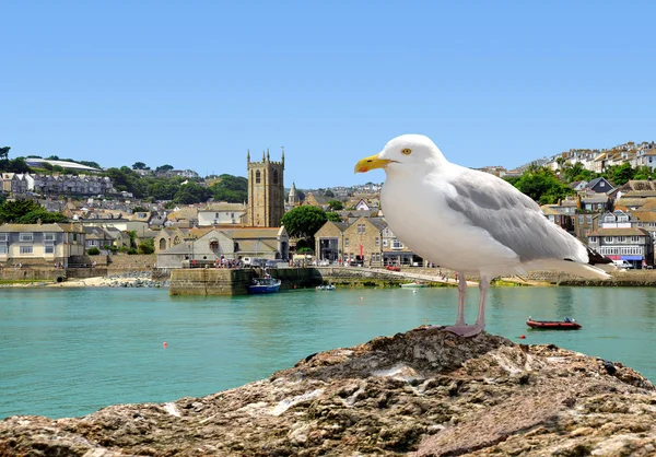 Seagull — Stock Photo, Image