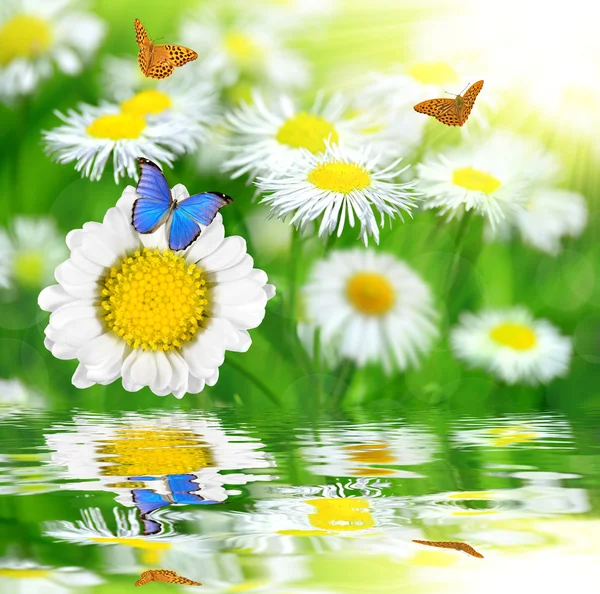 Daisies with butterflies — Stock Photo, Image