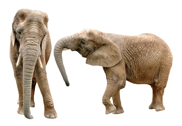 African elephants — Stock Photo, Image