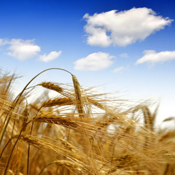 Golden barley — Stock Photo, Image