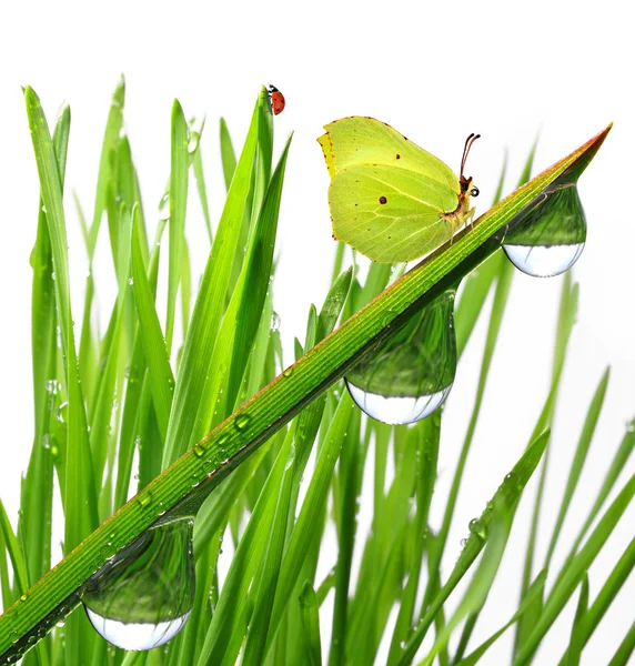 Dew with butterfly — Stock Photo, Image