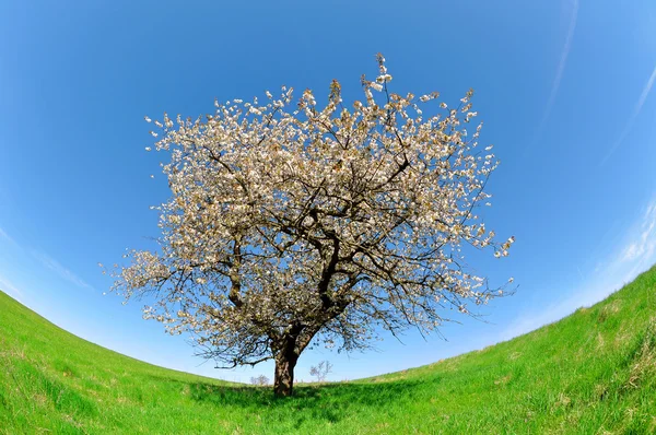 Blomstrende kirsebærtræ - Stock-foto
