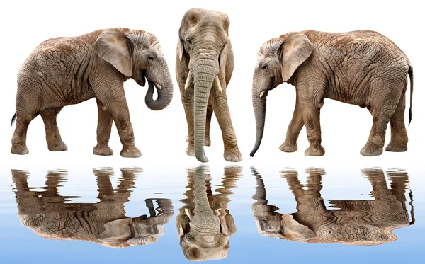 Afrikanische Elefanten — Stockfoto