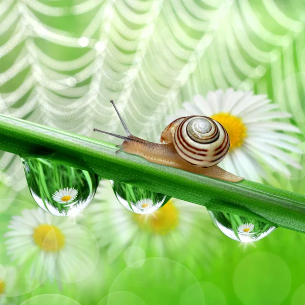 蜗牛上露水的草 — 图库照片