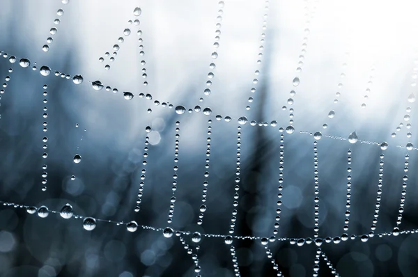 Spider web — Stock Photo, Image