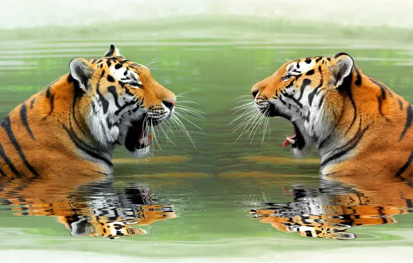 Siberian Tigers — Stock Photo, Image