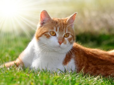 Genç kedi