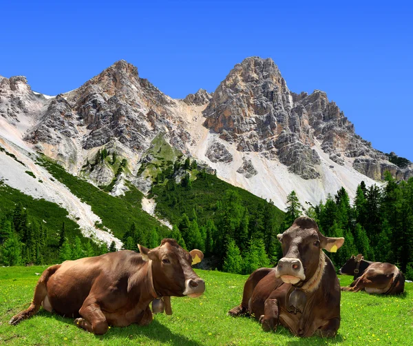 Herd of Cow — Stock Photo, Image