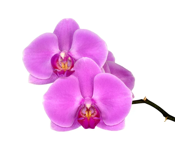Purple orchid — Stock Photo, Image