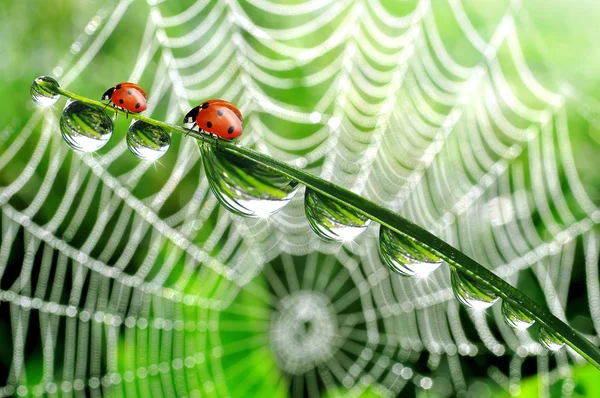 Rosée et coccinelle — Photo