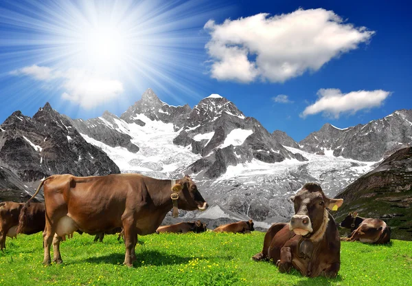 Herd of cows — Stock Photo, Image