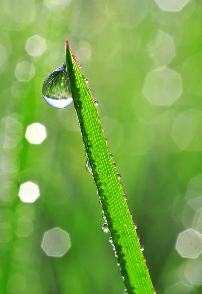 Dauwdruppels — Stockfoto