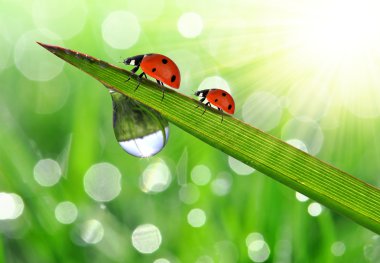 çiğ ve ladybirds