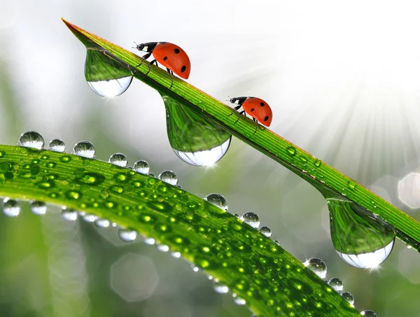 Dew dan ladybirds — Stok Foto