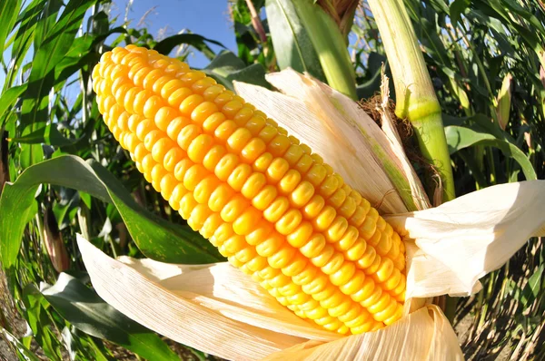 Corn field — Stock Photo, Image