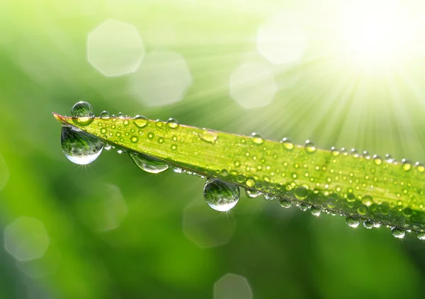 Gotas de Rocío — Foto de Stock